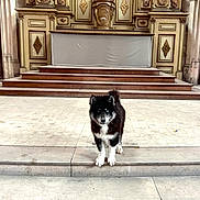 Hadès participe au concours pour gagner de l'argent avec cette photo : dog, black_and_white, blue_eyes, steps, stone, indoor, hall, ornate, carvings, golden, painting, architecture, pet, animal, fur, standing, front_view, stairs, historic, interior