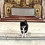 dog, black_and_white, blue_eyes, steps, stone, indoor, hall, ornate, carvings, golden, painting, architecture, pet, animal, fur, standing, front_view, stairs, historic, interior
