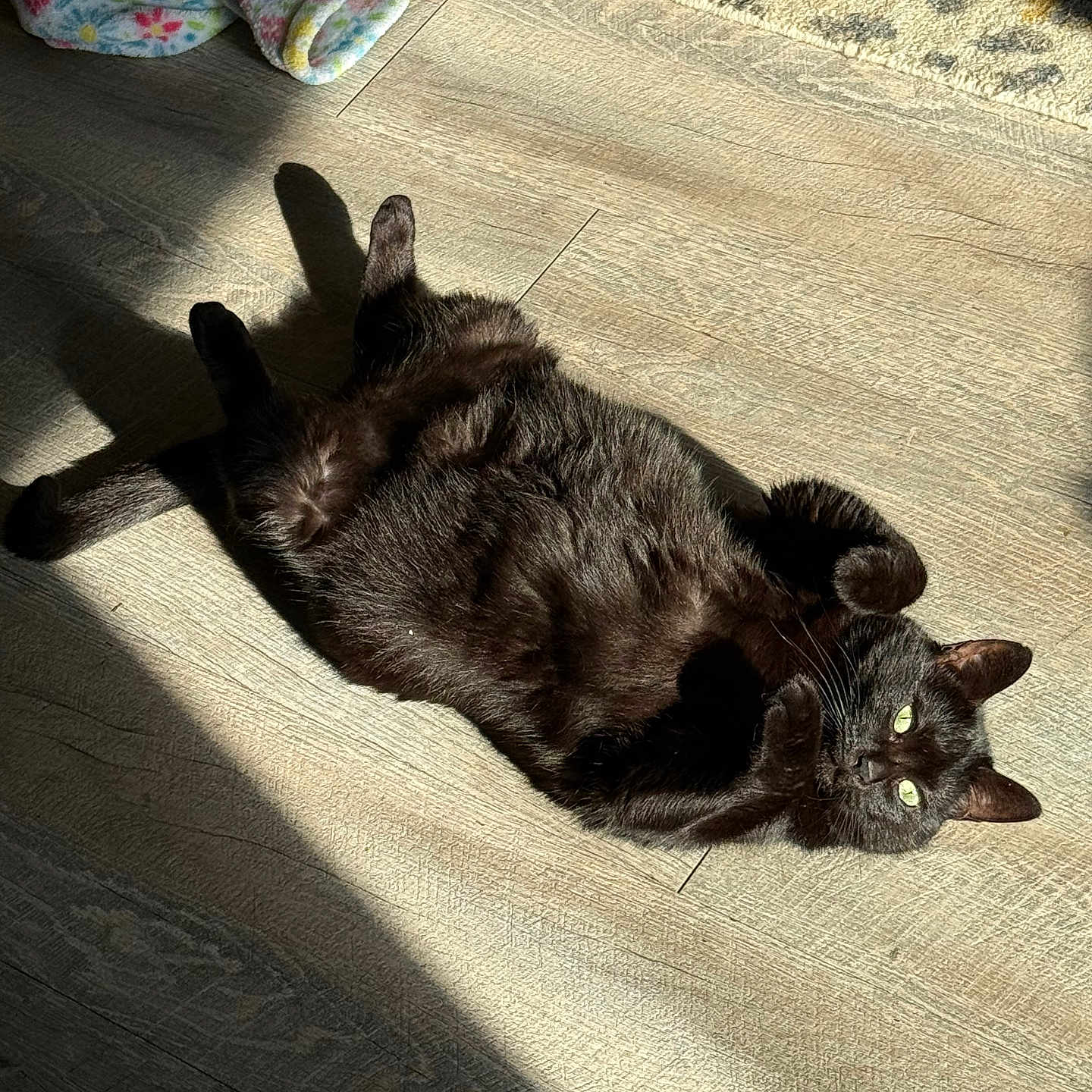 Ms.meowfin joined the competition — help win amazing prizes! animal, black_cat, blanket, cat, cozy, cute, domestic_cat, floor, fur, green_eyes, home, indoor, lying_down, pet, relaxed, resting, rug, shadow, sunlight, wooden_floor