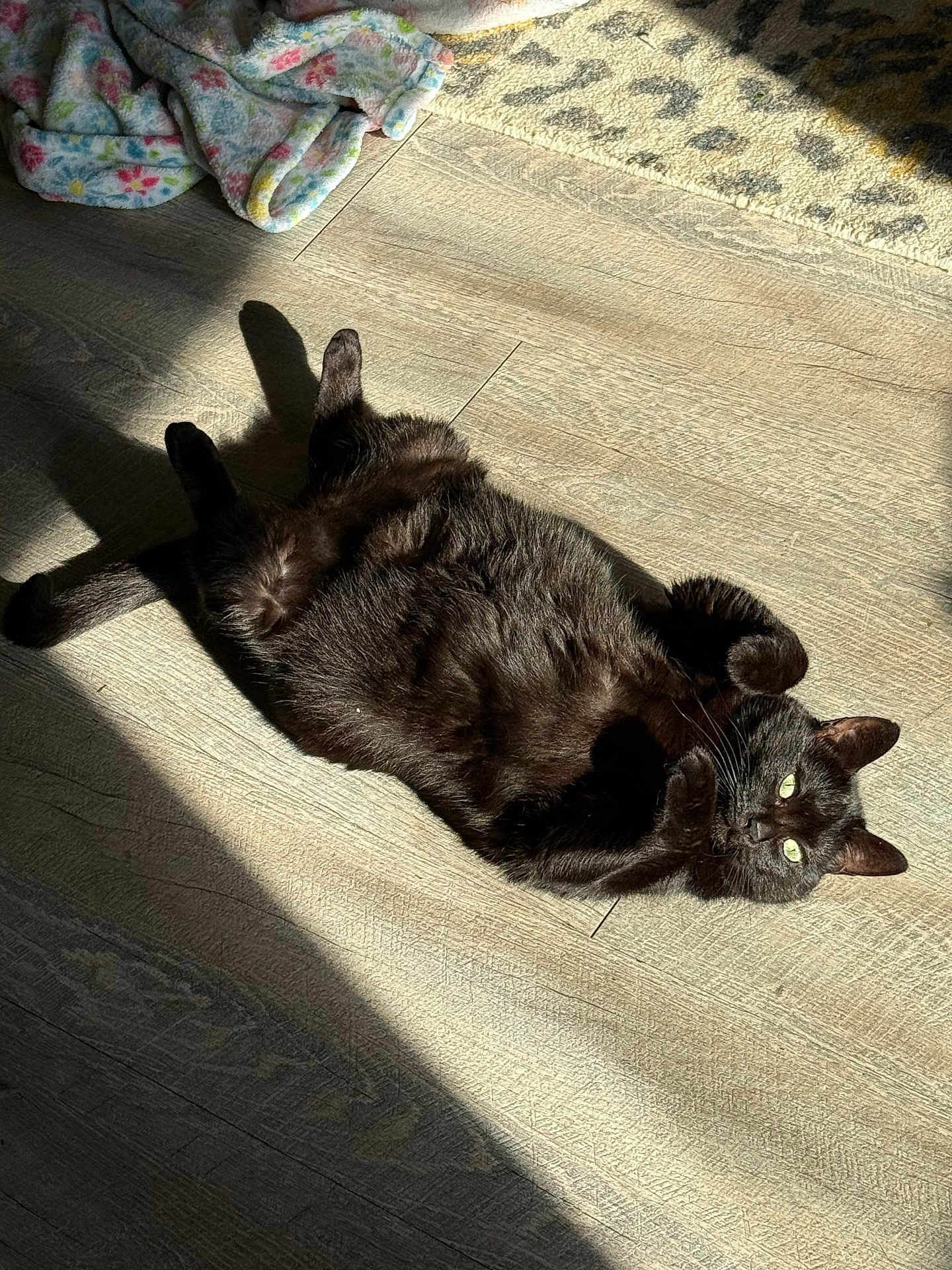 Ms.meowfin joined the competition — help win amazing prizes! black_cat, cat, pet, animal, indoor, sunlight, floor, wooden_floor, blanket, rug, relaxed, green_eyes, fur, cute, lying_down, cozy, shadow, domestic_cat, home, resting