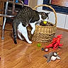 animal, black_stool, cat, curious, domestic, floor, framed_picture, furniture, guitar, home, indoor, pet, playful, plush_penguin, red_dragon_toy, tabby_cat, toy, wicker_basket, wooden_floor, yellow_ball
