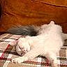 Swift a rejoint le concours — aidez-le/la à gagner de superbes lots ! animal, blanket, cat, comfort, cozy, cushion, cute, domestic_cat, fluffy, fur, home, indoor, peaceful, pet, plaid, relaxing, resting, sleeping, soft, white_cat