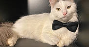 Swift a rejoint le concours — aidez-le/la à gagner de superbes lots ! animal, black_background, bow_tie, cat, companion, cute, domestic_animal, ears, feline, fluffy, furry, indoor, lying_down, pet, pink_nose, portrait, relaxed, soft_light, whiskers, white_cat