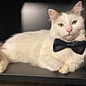 animal, black_background, bow_tie, cat, companion, cute, domestic_animal, ears, feline, fluffy, furry, indoor, lying_down, pet, pink_nose, portrait, relaxed, soft_light, whiskers, white_cat