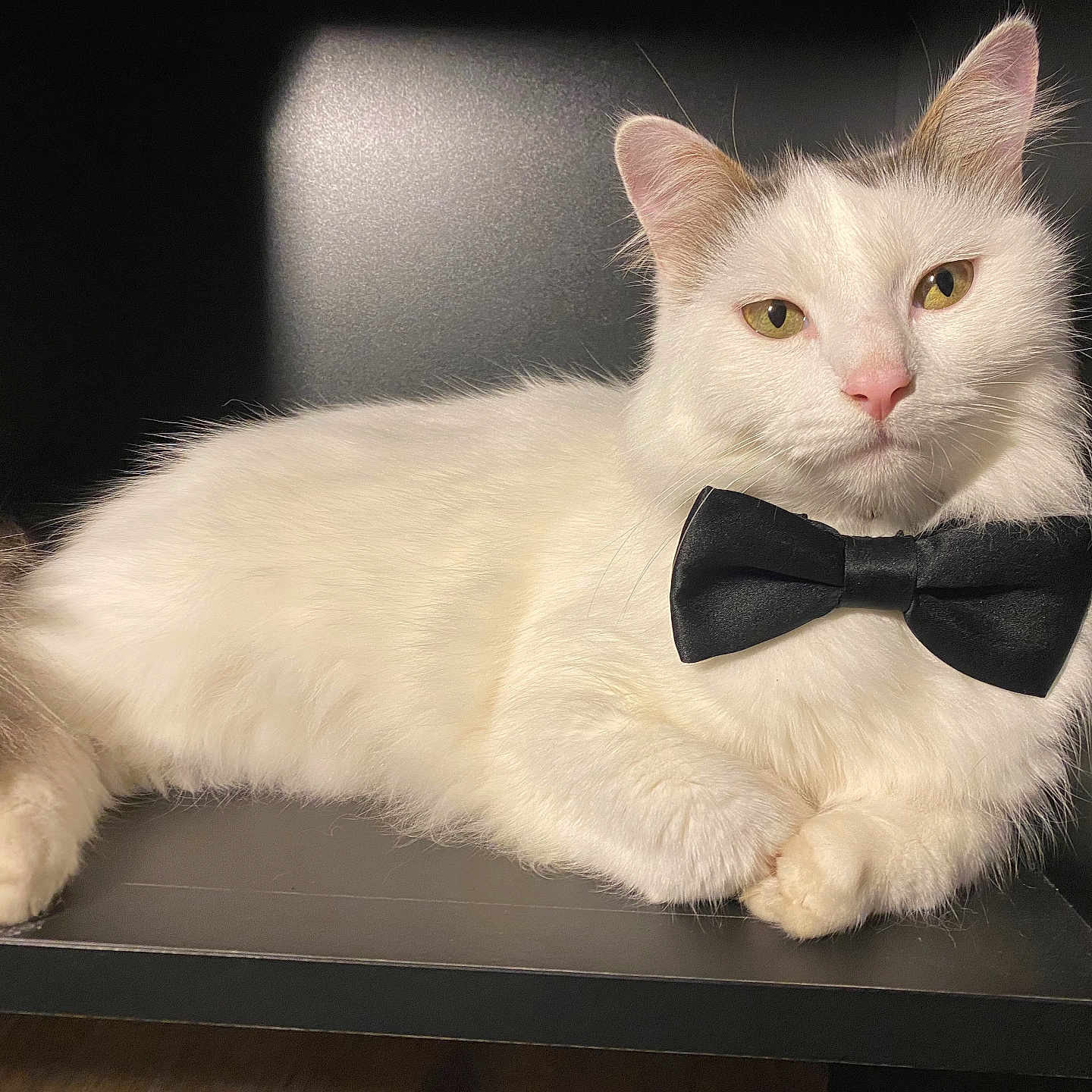 Swift a rejoint le concours — aidez-le/la à gagner de superbes lots ! animal, black_background, bow_tie, cat, companion, cute, domestic_animal, ears, feline, fluffy, furry, indoor, lying_down, pet, pink_nose, portrait, relaxed, soft_light, whiskers, white_cat