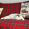 cat, christmas_theme, couch, cozy, decor, feline, fur, gray_spots, holiday, home, indoor, lounging, pet, pillows, red_plaid, relaxation, resting, sofa, vintage_truck, white_cat