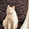 Swift participe au concours pour gagner de l'argent avec cette photo : animal, calm, cat, chair, closeup, curious, domestic_cat, feline, fluffy, furniture, indoor, looking, patterned_fabric, pet, portrait, sitting, soft_light, whiskers, white_cat, yellow_eyes