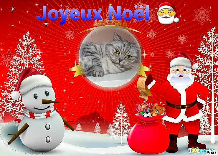 Silver a rejoint le concours — aidez-le/la à gagner de superbes lots ! carnivore, cat, christmas, christmas_decoration, christmas_eve, christmas_ornament, conifer, costume_hat, event, felidae, fictional_character, holiday, organism, playing_in_the_snow, santa_claus, small_to_medium_sized_cats, snow, snowman, whiskers, winter