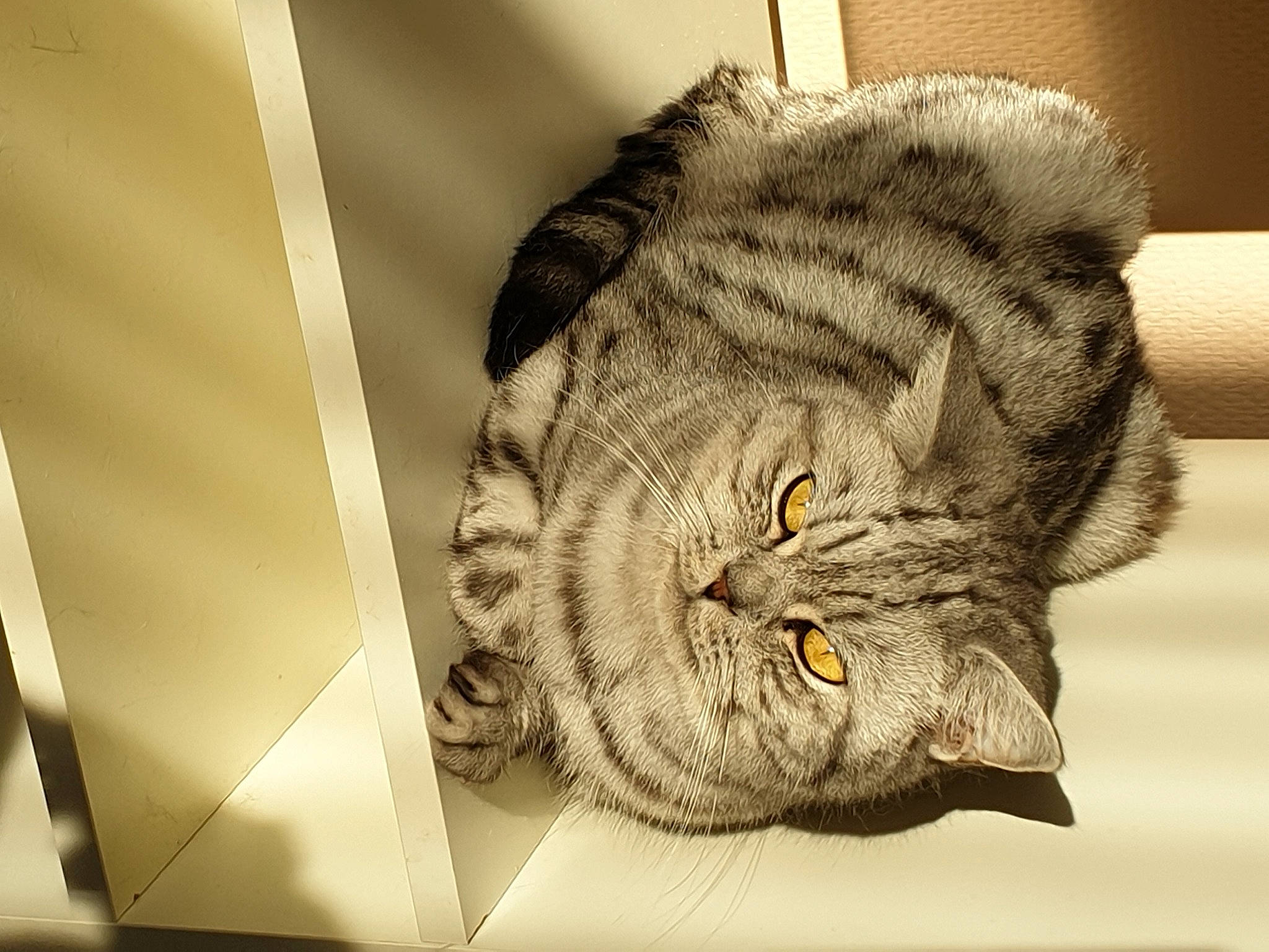 Silver participe au concours pour gagner de l'argent avec cette photo : beige, british_longhair, carnivore, cat, felidae, fur, grey, pet_supply, small_to_medium_sized_cats, snout, tabby_cat, terrestrial_animal, vertebrate, whiskers