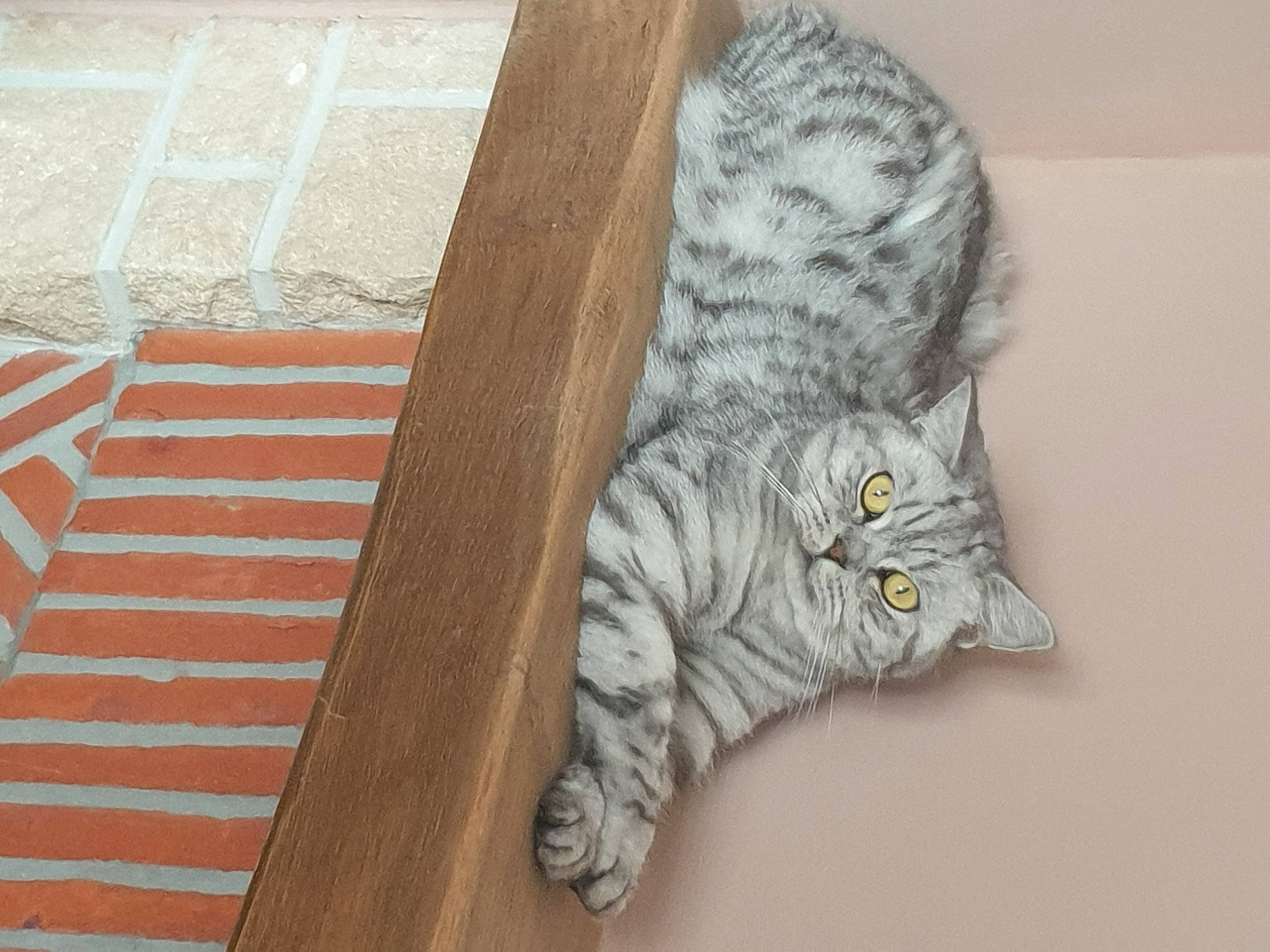 Silver participe au concours pour gagner de l'argent avec cette photo : carnivore, cat, domestic_short_haired_cat, felidae, fur, grey, small_to_medium_sized_cats, snout, tabby_cat, tail, terrestrial_animal, vertebrate, whiskers