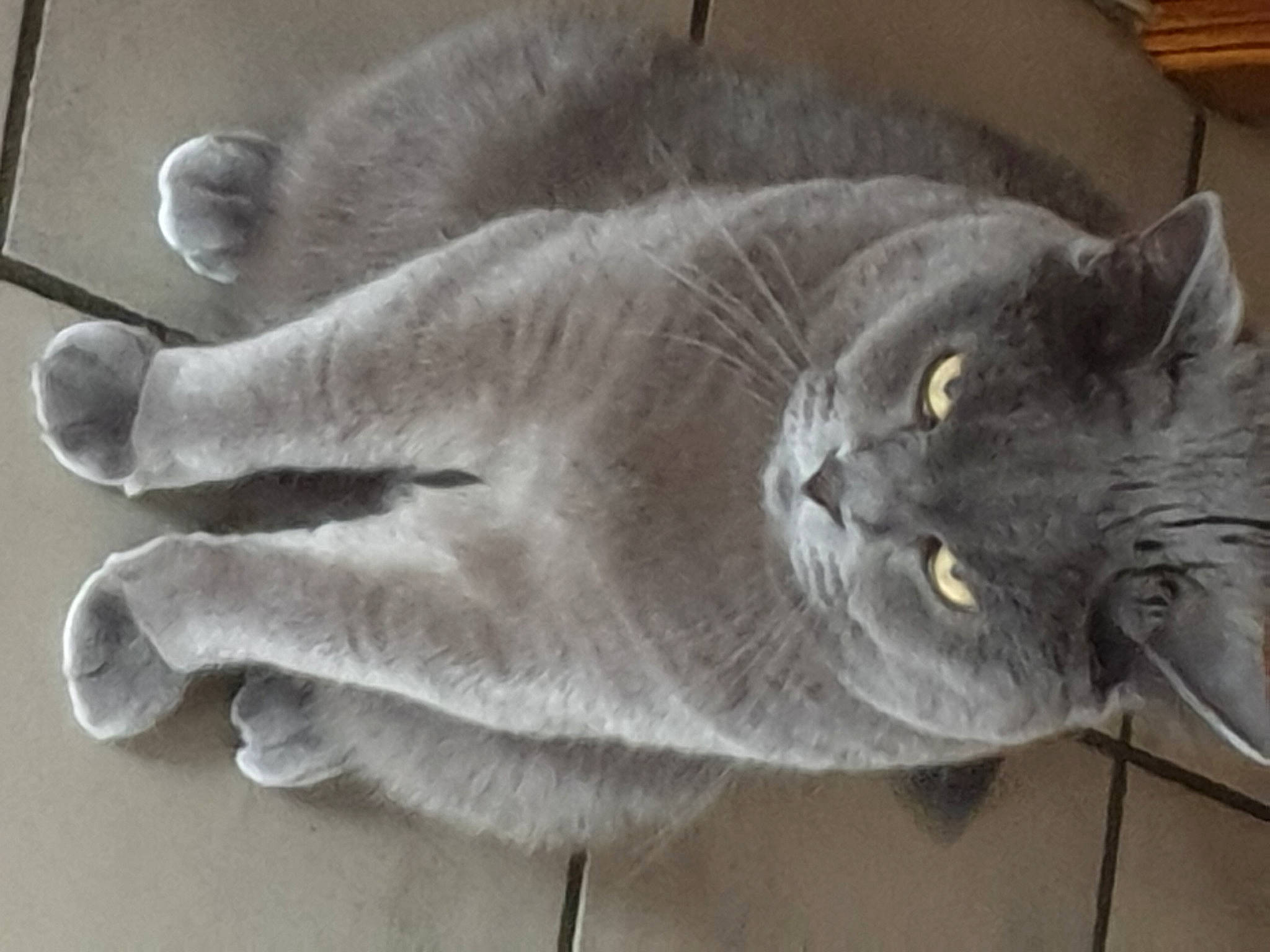 Berlioz Et Tigra a rejoint le concours — aidez-le/la à gagner de superbes lots ! british_shorthair, carnivore, cat, chartreux, domestic_short_haired_cat, felidae, fur, grey, korat, nebelung, russian_blue, shipping_box, small_to_medium_sized_cats, snout, vertebrate, whiskers