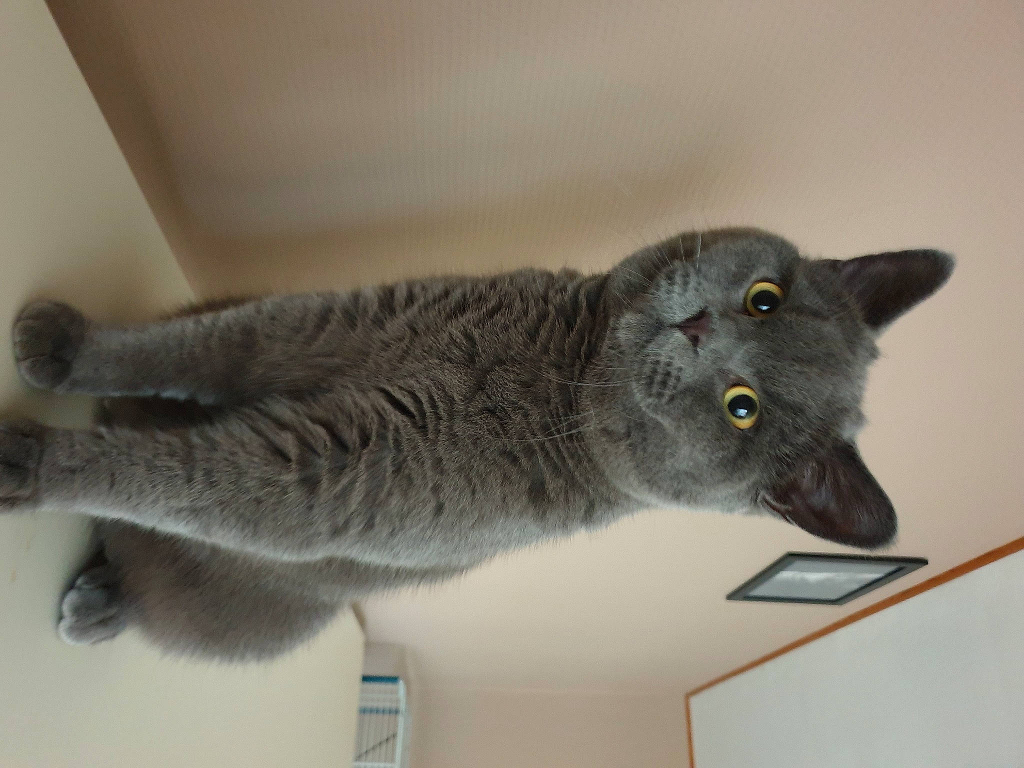 Berlioz Et Tigra participe au concours pour gagner de l'argent avec cette photo : british_shorthair, carnivore, cat, chartreux, domestic_short_haired_cat, felidae, fur, grey, iris, korat, scottish_fold, small_to_medium_sized_cats, snout, terrestrial_animal, vertebrate, whiskers