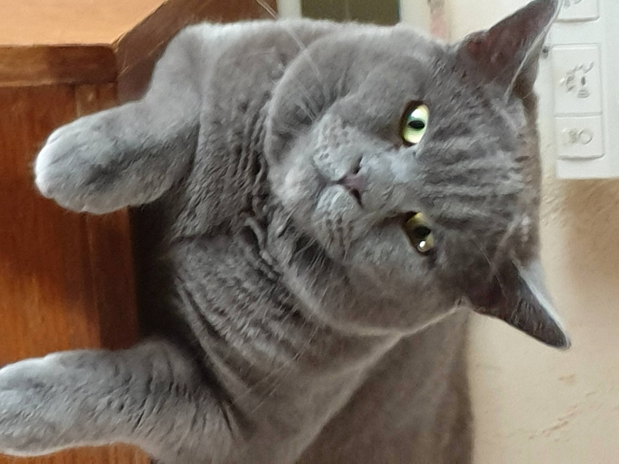 Berlioz Et Tigra a rejoint le concours — aidez-le/la à gagner de superbes lots ! british_shorthair, carnivore, cat, chartreux, domestic_short_haired_cat, felidae, fur, grey, korat, pet_supply, russian_blue, small_to_medium_sized_cats, snout, terrestrial_animal, vertebrate, whiskers