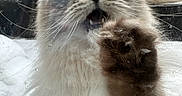 Tiana joined the competition — help win amazing prizes! cat, fluffy, paw, closeup, glass, scratches, smudges, wide_eyes, animal, fur, indoor, expression, cute, pet, whiskers, nose, mouth, claws, face, close_up
