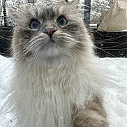 Tiana joined the competition — help win amazing prizes! cat, fluffy, blue_eyes, close_up, glass, water_droplets, smudges, snow, outdoor, paw, face, whiskers, feline, pet, curious, window, reflection, animal, cute, fur