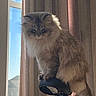 Tiana is registered to the contest to win money with this photo: cat, fluffy, indoor, window, curtains, bike_seat, sunlight, pet, feline, fur, perched, animal, domestic, shadow, striped_curtains, gazing, regal, grumpy_expression, soft_light, house