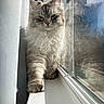 Tiana joined the competition — help win amazing prizes! cat, fluffy, blue_eyes, windowsill, reflection, sunlight, curtain, indoor, pet, feline, whiskers, fur, window, house, domestic_animal, animal, closeup, portrait, walking, natural_light