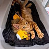 cat, kitten, orange_tabby, sink, towel, plush_toy, giraffe_toy, indoor, pet, animal, cute, playful, stretching, fur, paw, whiskers, ears, eyes, relaxing, cozy