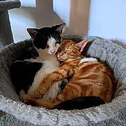 Tokyo participe au concours pour gagner de l'argent avec cette photo : cat, cats, black_and_white_cat, orange_tabby_cat, pet, sleeping, snuggling, cozy, cat_bed, furry, cute, domestic_animal, animal, friendship, resting, indoor, soft, warm, adorable, companion