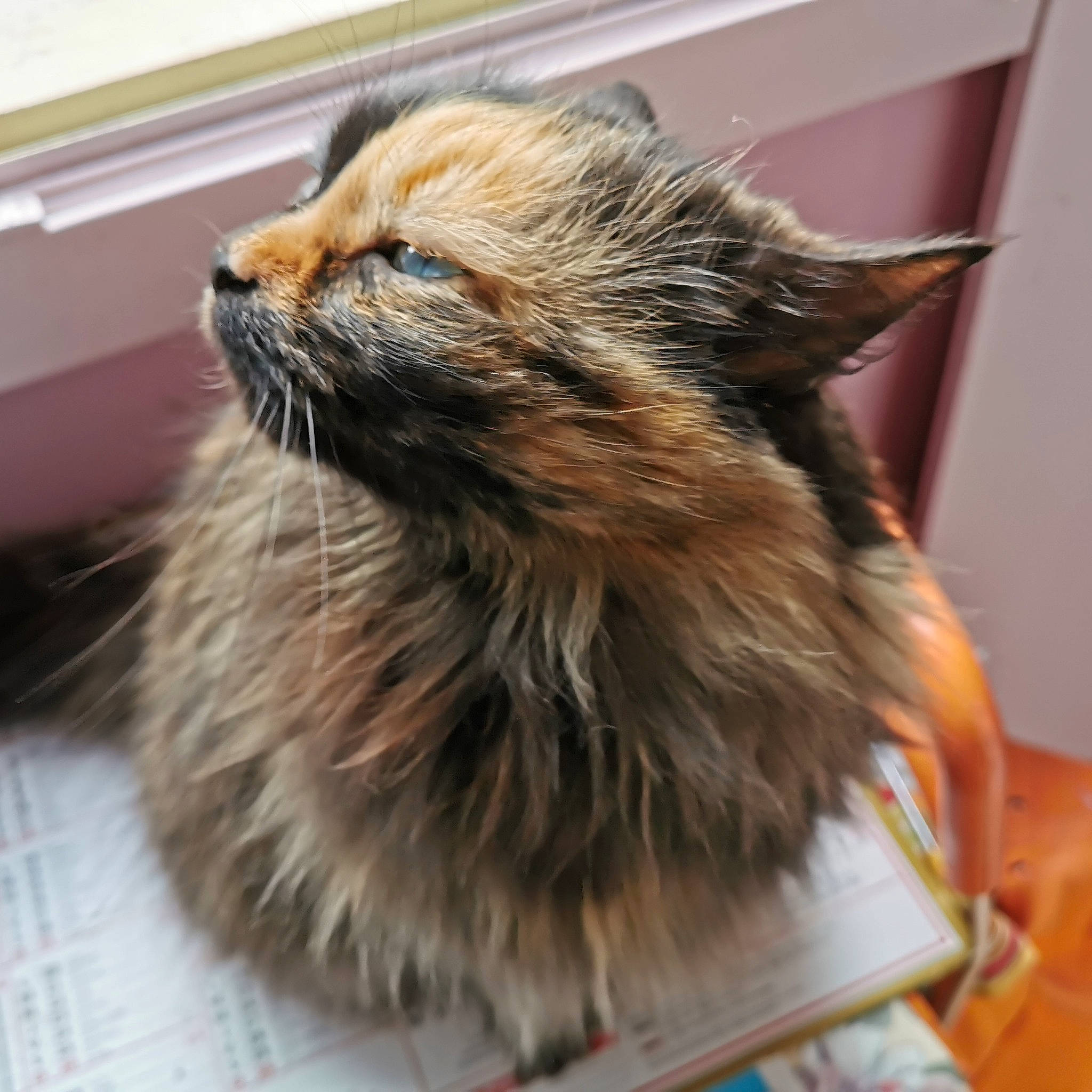 Féline participe au concours pour gagner de l'argent avec cette photo : carnivore, cat, domestic_long_haired_cat, fawn, felidae, fur, kitten, maine_coon, mammal, norwegian_forest_cat, ragamuffin, small_to_medium_sized_cats, whiskers