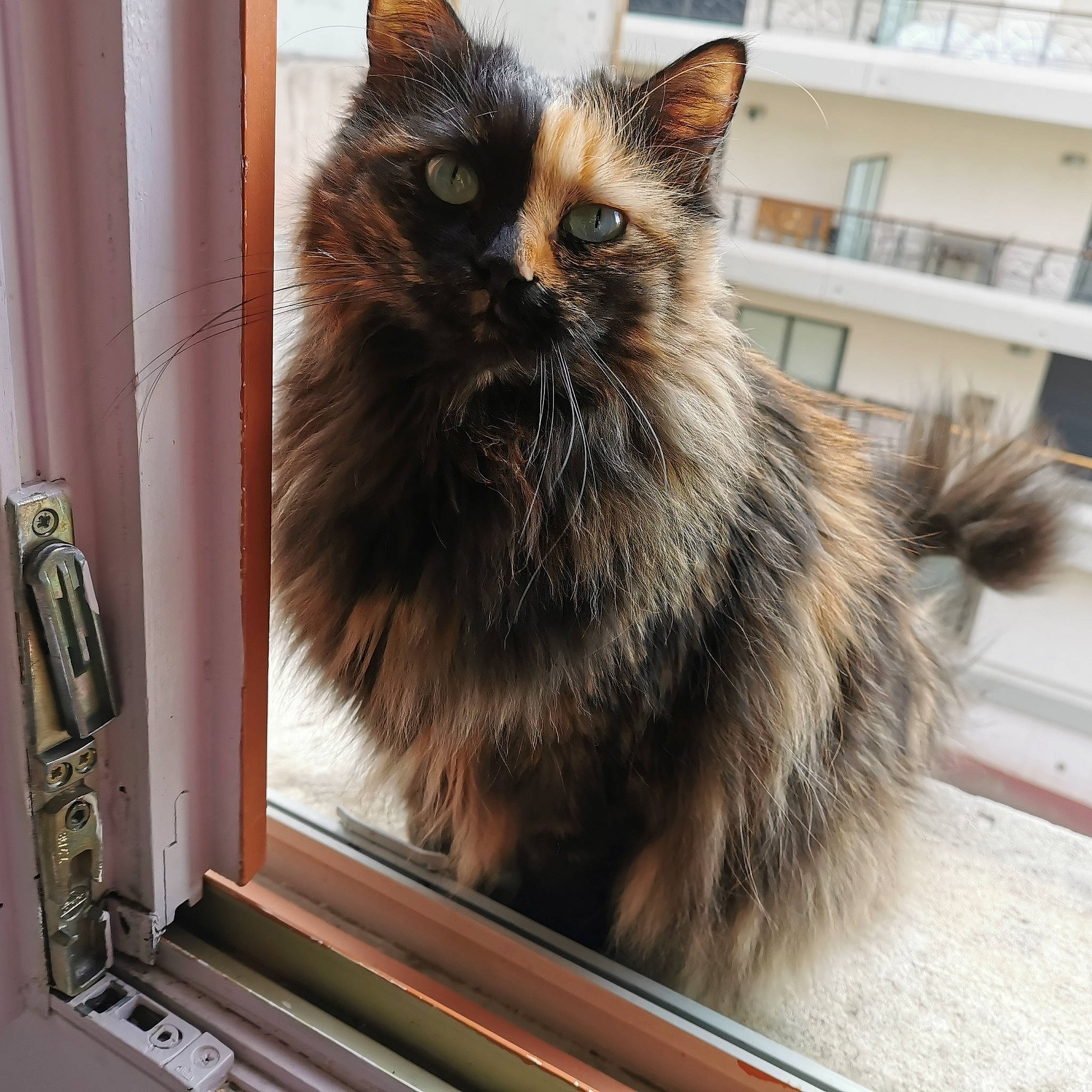Féline a rejoint le concours — aidez-le/la à gagner de superbes lots ! asian_semi_longhair, british_longhair, british_semi_longhair, carnivore, cat, domestic_long_haired_cat, fawn, felidae, fur, maine_coon, mammal, norwegian_forest_cat, ragamuffin, small_to_medium_sized_cats, whiskers, window