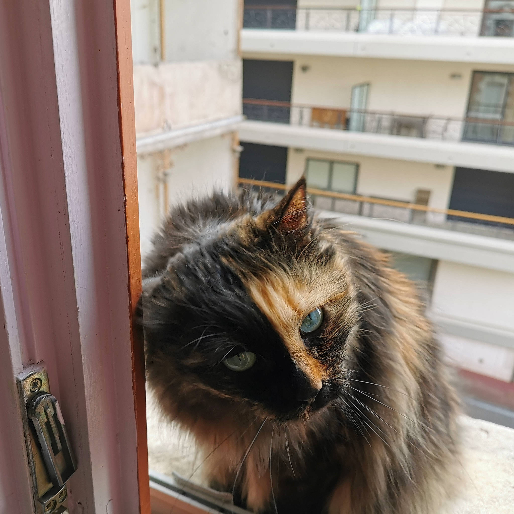 Féline participe au concours pour gagner de l'argent avec cette photo : asian, british_semi_longhair, carnivore, cat, domestic_long_haired_cat, eye, felidae, fur, maine_coon, mammal, norwegian_forest_cat, siberian, small_to_medium_sized_cats, snout, whiskers, window