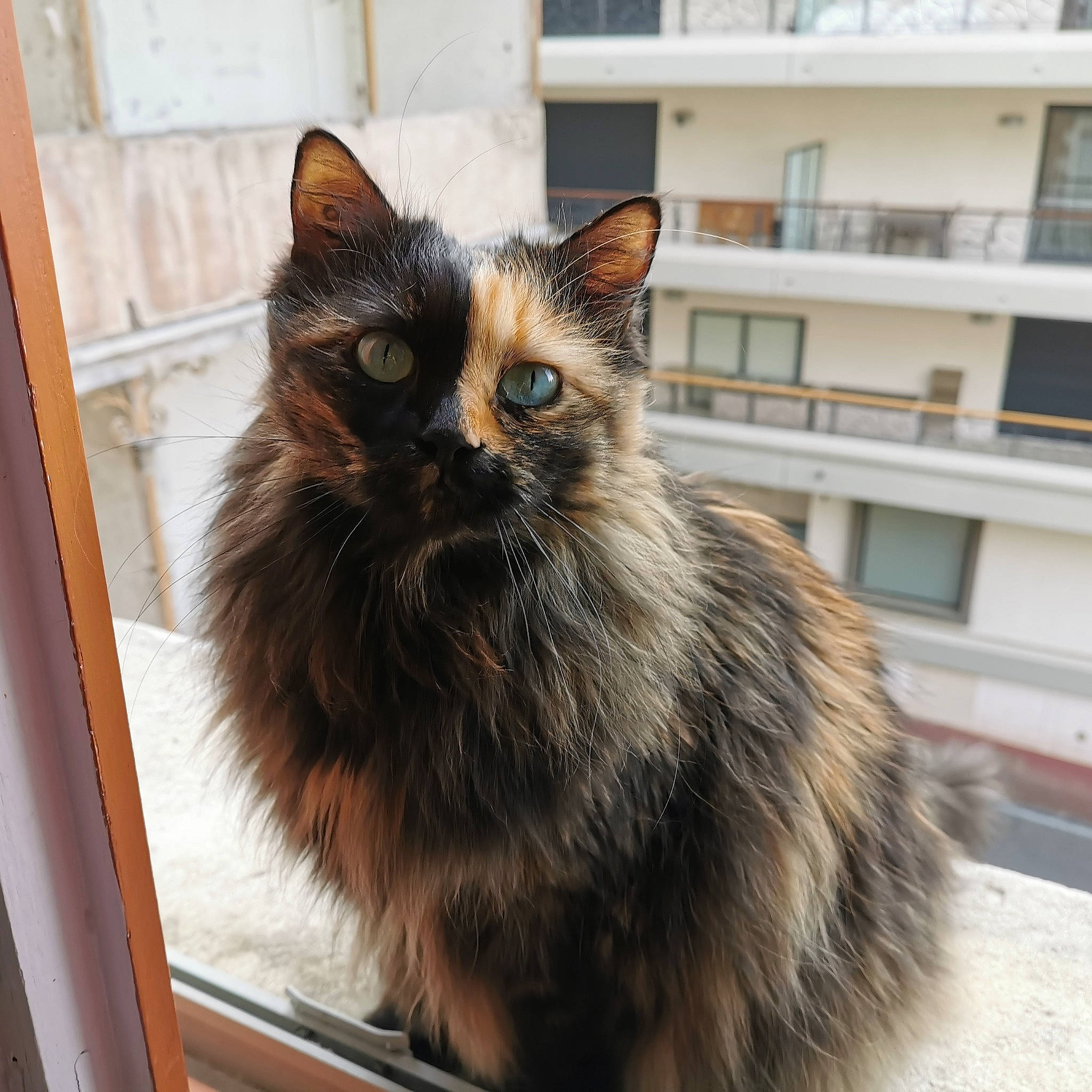 Féline a rejoint le concours — aidez-le/la à gagner de superbes lots ! asian, asian_semi_longhair, british_semi_longhair, carnivore, cat, cymric, domestic_long_haired_cat, eye, fawn, felidae, fur, maine_coon, mammal, norwegian_forest_cat, persian, ragamuffin, siberian, small_to_medium_sized_cats, vertebrate, whiskers
