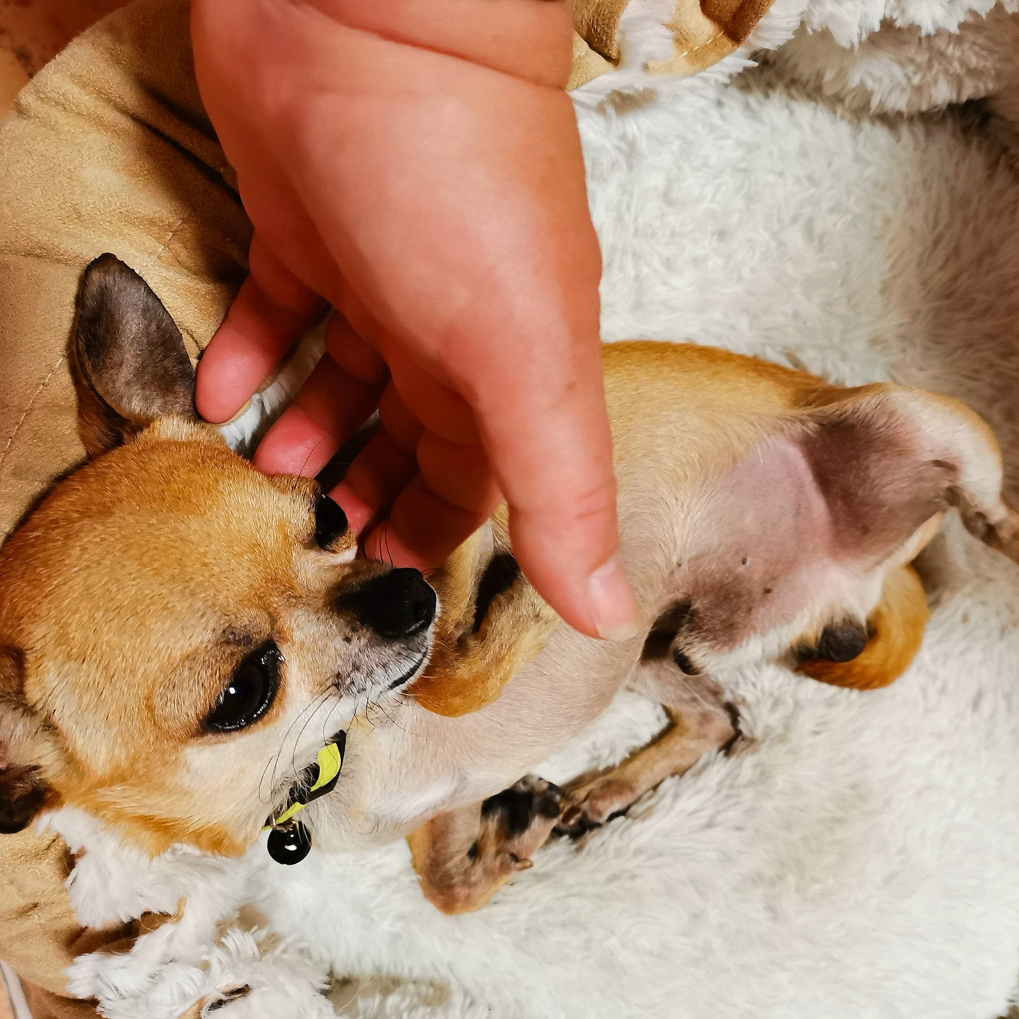 Nouga a rejoint le concours — aidez-le/la à gagner de superbes lots ! canidae, carnivore, chihuahua, companion_dog, corgi_chihuahua, dog, dog_breed, fawn, foot, hand, leg, mammal, nail, non_sporting_group, paw, puppy, puppy_love, snout, toy_dog