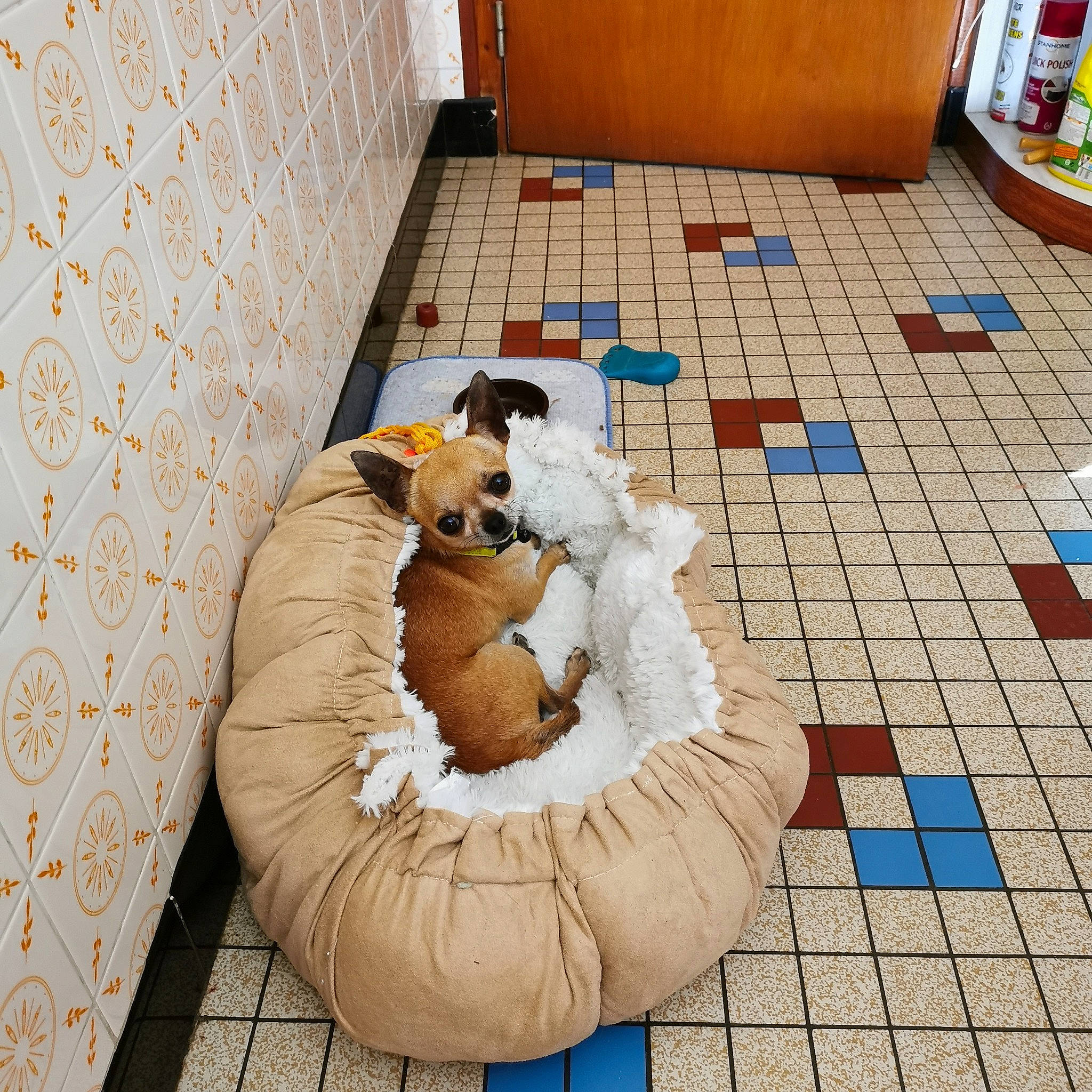 Nouga participe au concours pour gagner de l'argent avec cette photo : canidae, carnivore, companion_dog, dog, dog_breed, floor, flooring, tile, welsh_corgi