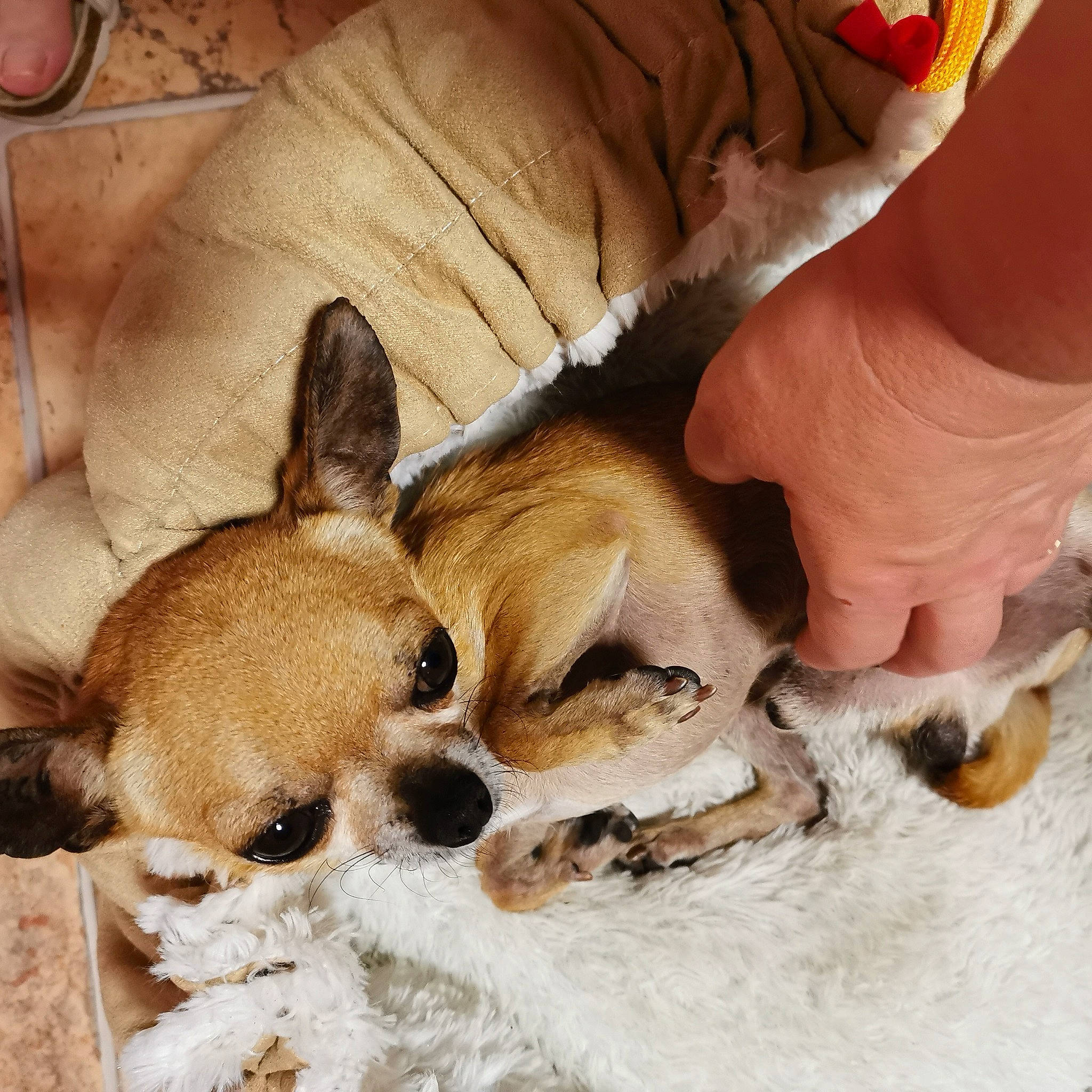 Nouga participe au concours pour gagner de l'argent avec cette photo : canidae, carnivore, chihuahua, companion_dog, corgi_chihuahua, dog, dog_breed, ear, fawn, mammal, paw, puppy, puppy_love, singapura, snout, vertebrate