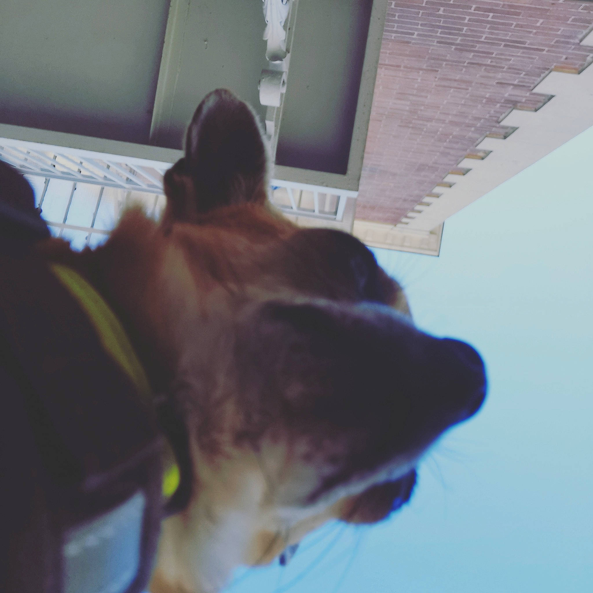 Nouga a rejoint le concours — aidez-le/la à gagner de superbes lots ! canidae, carnivore, cat, ear, eye, fawn, felidae, jaw, nose, sky, snapshot, snout, sporting_group