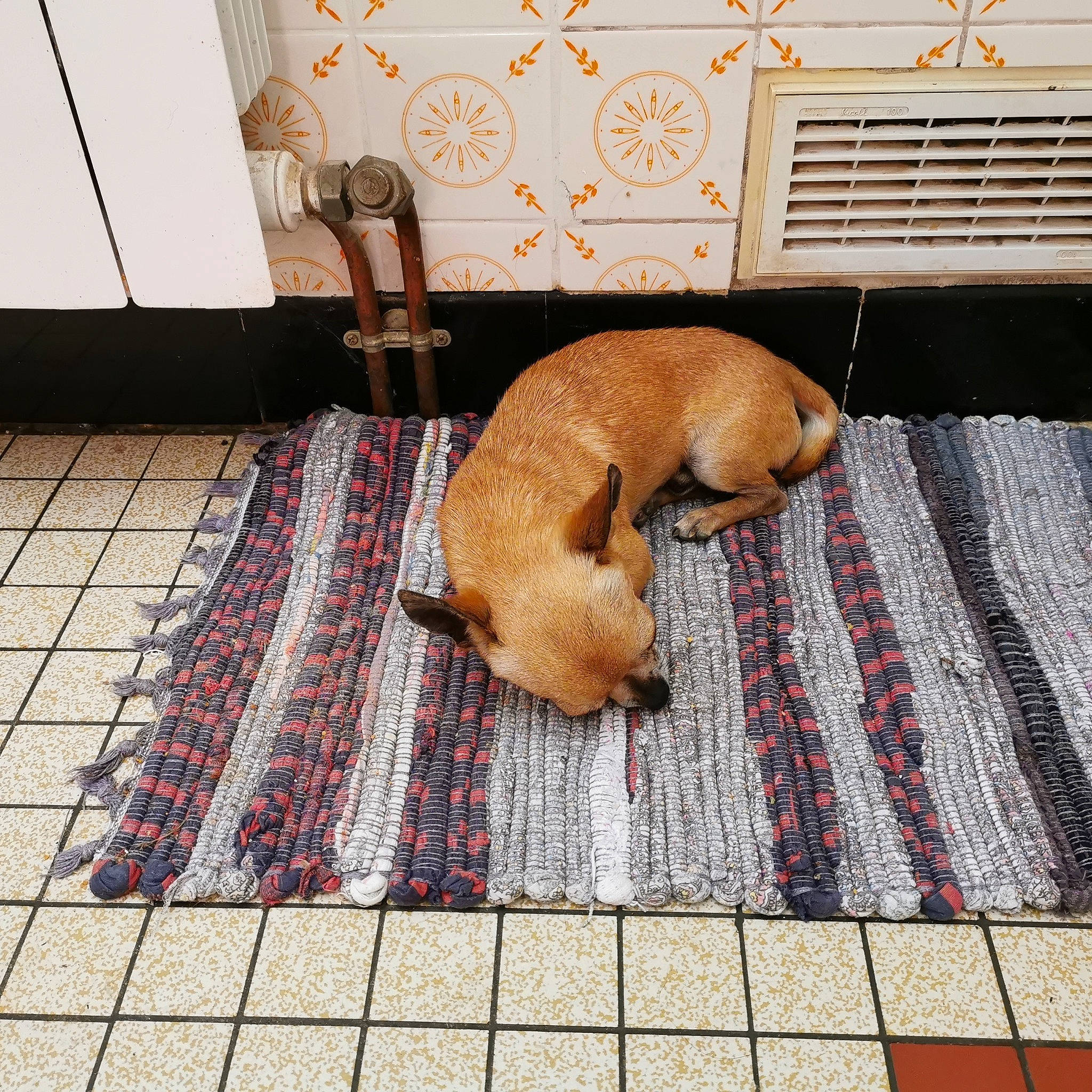 Nouga a rejoint le concours — aidez-le/la à gagner de superbes lots ! canidae, carnivore, companion_dog, dog, dog_breed, fawn, floor, flooring, sporting_group, tail, tile