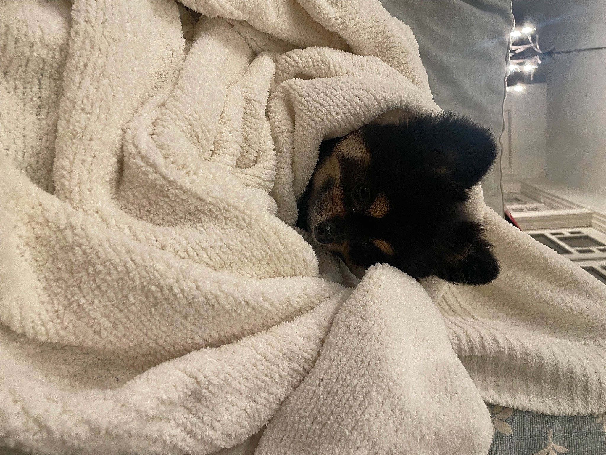 Rocco joined the competition — help win amazing prizes! bed, bedding, bedroom, canidae, carnivore, comfort, companion_dog, dog, dog_breed, duvet, fawn, felidae, flooring, fur, grey, linens, small_to_medium_sized_cats, sporting_group, tints_and_shades, wood