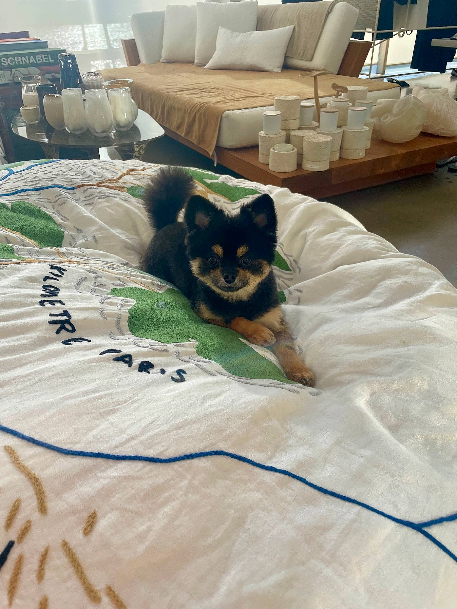 Rocco is registered to the contest to win money with this photo: carnivore, cat, comfort, couch, felidae, flooring, fur, hardwood, house, linens, living_room, pillow, plant, room, small_to_medium_sized_cats, studio_couch, tail, textile, whiskers, wood