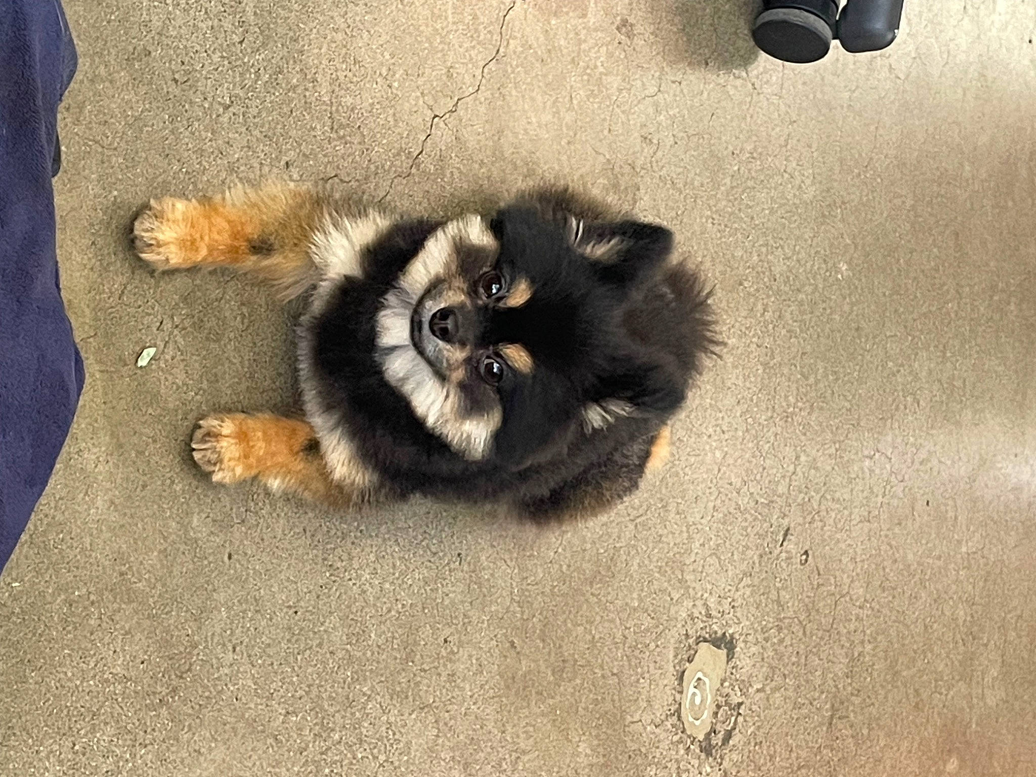 Rocco joined the competition — help win amazing prizes! asphalt, canidae, carnivore, cat, claw, companion_dog, dog_breed, eye, fawn, felidae, flooring, fur, paw, road_surface, sand, small_to_medium_sized_cats, sporting_group, tail, terrestrial_animal, whiskers