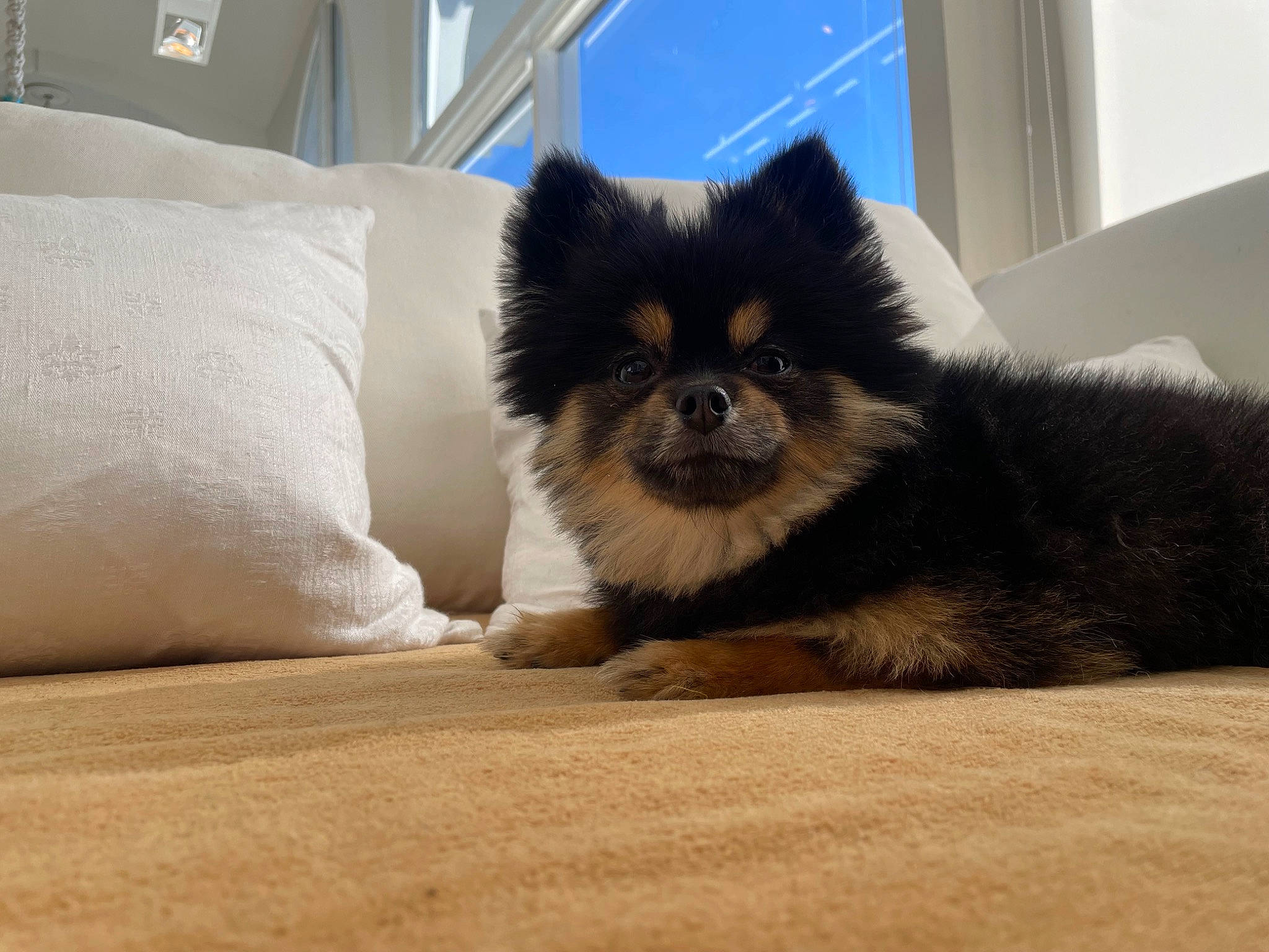 Rocco is registered to the contest to win money with this photo: ancient_dog_breeds, canidae, carnivore, companion_dog, dog, dog_breed, dog_supply, fawn, fur, german_spitz_klein, german_spitz_mittel, non_sporting_group, snout, spitz, sporting_group, terrestrial_animal, toy_dog, whiskers, window, working_animal