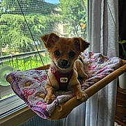 Gaia participe au concours pour gagner de l'argent avec cette photo : animal, blanket, brown_fur, cozy, curious, curtains, cute, dog, furniture, hammock, harness, home, indoor, looking, pet, puppy, resting, small_dog, sunlight, window
