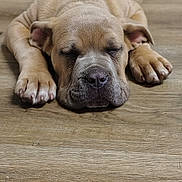 King joined the competition — help win amazing prizes! puppy, dog, sleeping, floor, wooden_floor, pet, animal, canine, cute, relaxed, indoors, brown, fur, paw, napping, resting, adorable, young_dog, mammal, domestic_animal