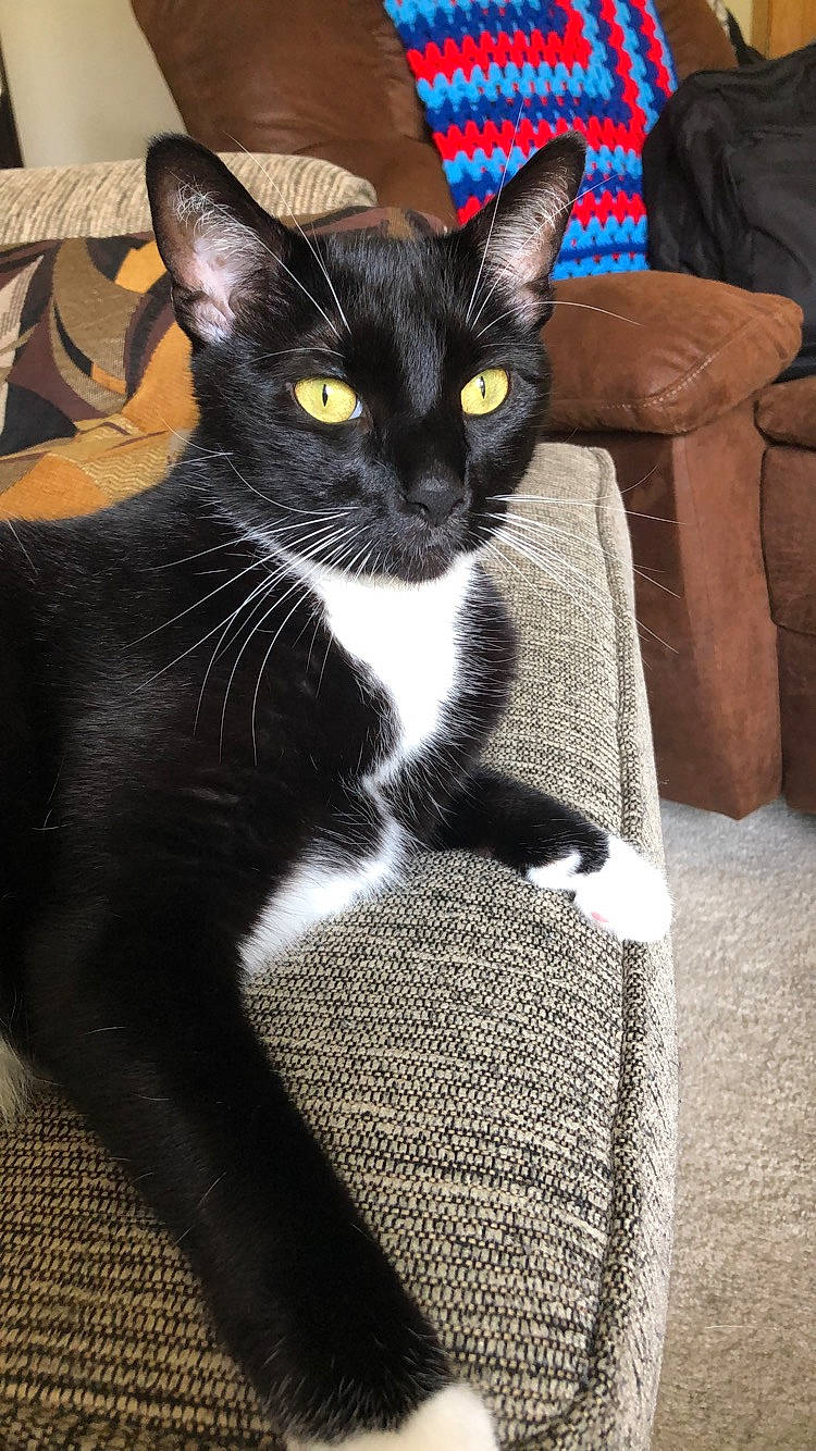 Tank joined the competition — help win amazing prizes! black_cat, carnivore, cat, comfort, domestic_short_haired_cat, felidae, formal_wear, fur, grey, sitting, small_to_medium_sized_cats, tail, terrestrial_animal, whiskers