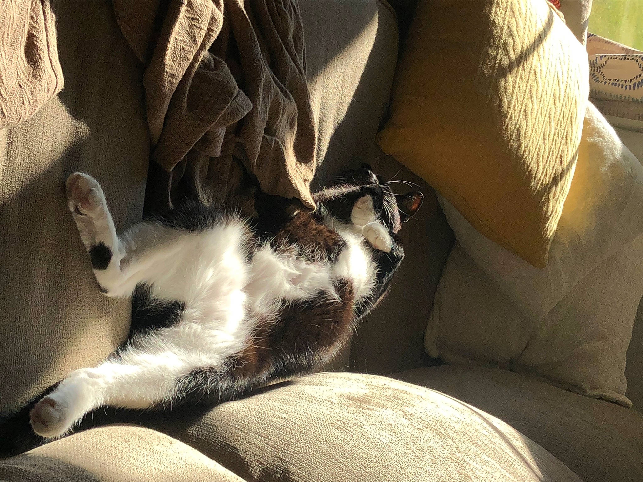 Tank is registered to the contest to win money with this photo: canidae, carnivore, cat, claw, comfort, companion_dog, dog_breed, domestic_short_haired_cat, fawn, felidae, fur, human_leg, linens, paw, small_to_medium_sized_cats, snout, sporting_group, tail, textile, whiskers