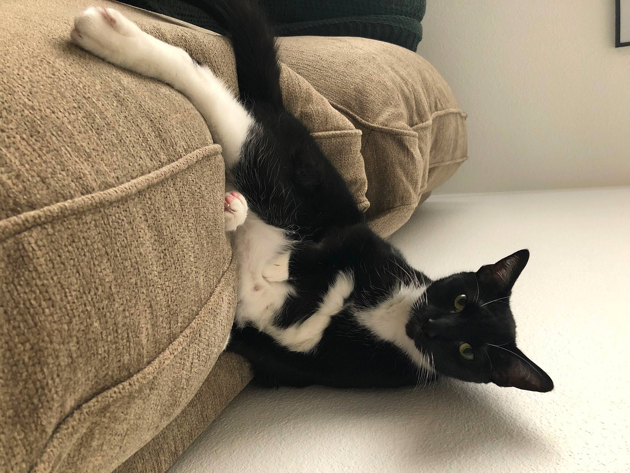 Tank is registered to the contest to win money with this photo: carnivore, cat, comfort, couch, felidae, flooring, gesture, grey, hand, human_body, human_leg, knee, leg, small_to_medium_sized_cats, snout, tail, textile, thigh, whiskers, wood