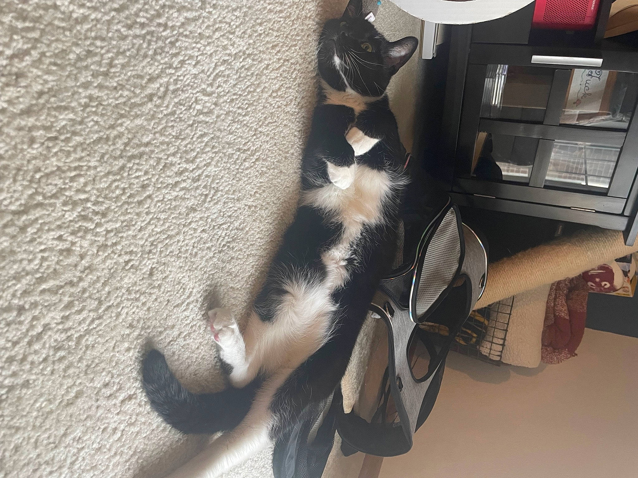 Tank is registered to the contest to win money with this photo: canidae, cardboard, carnivore, cat, comfort, companion_dog, dog_breed, domestic_short_haired_cat, felidae, flooring, formal_wear, fur, grey, hardwood, human_leg, small_to_medium_sized_cats, sporting_group, tail, whiskers, wood