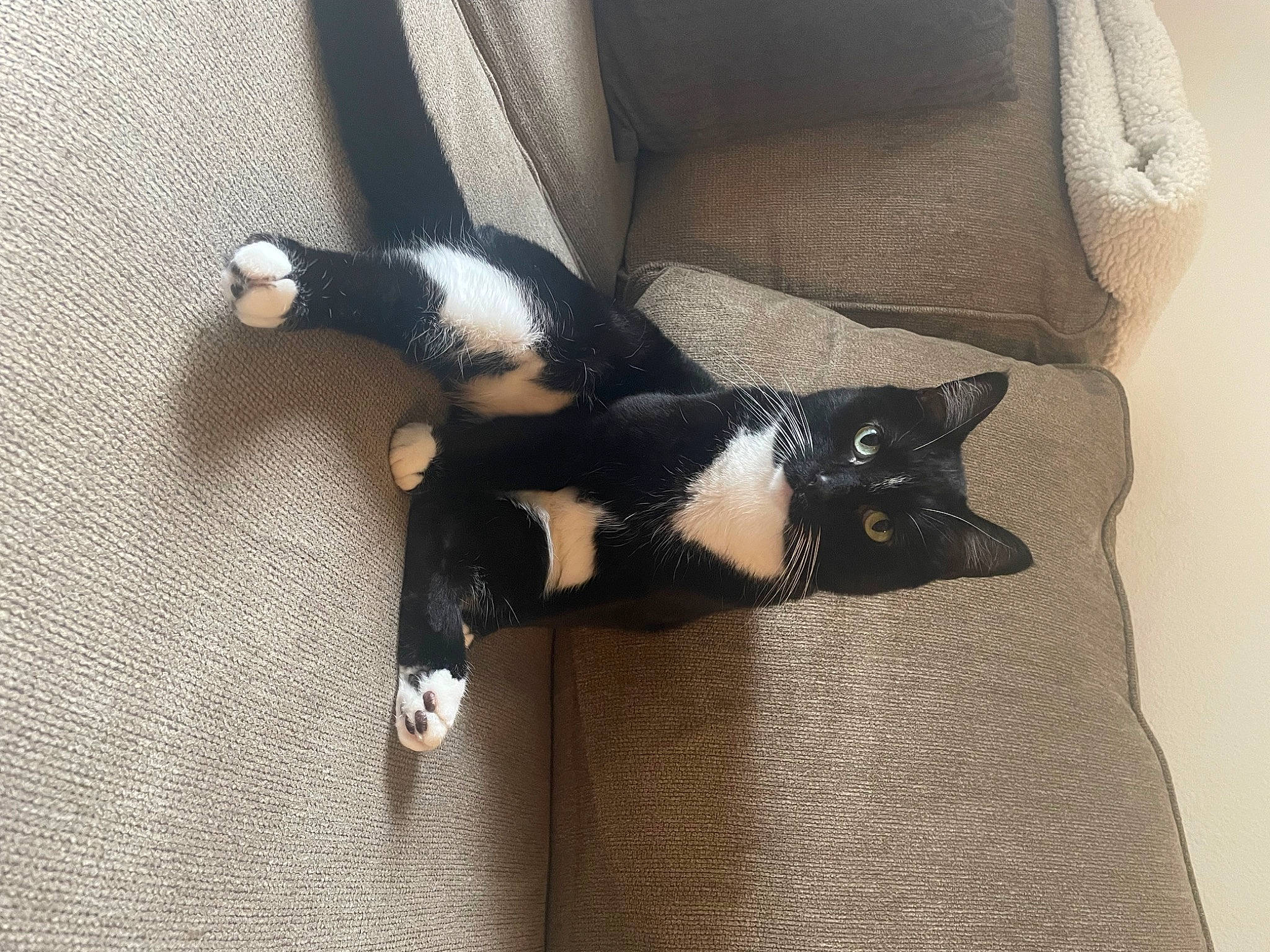 Draco joined the competition — help win amazing prizes! carnivore, cat, claw, comfort, dog_breed, domestic_short_haired_cat, felidae, formal_wear, fur, grey, human_body, leg, plant, sleeve, small_to_medium_sized_cats, snout, tail, terrestrial_animal, whiskers, wood