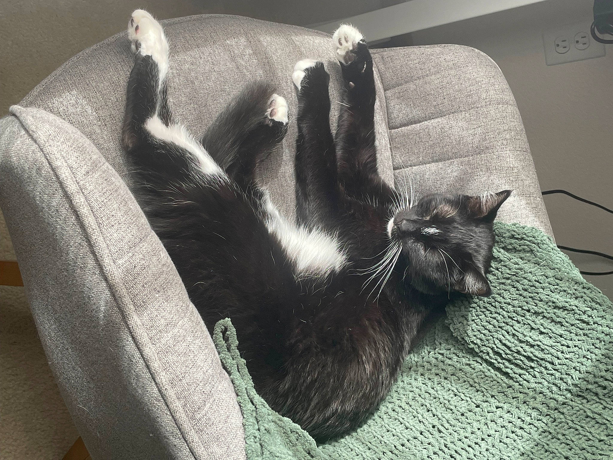 Draco joined the competition — help win amazing prizes! bag, black_cat, carnivore, cat, chair, comfort, domestic_short_haired_cat, felidae, fur, grey, human_leg, linens, luggage_and_bags, monochrome_photography, paw, room, small_to_medium_sized_cats, tail, textile, whiskers