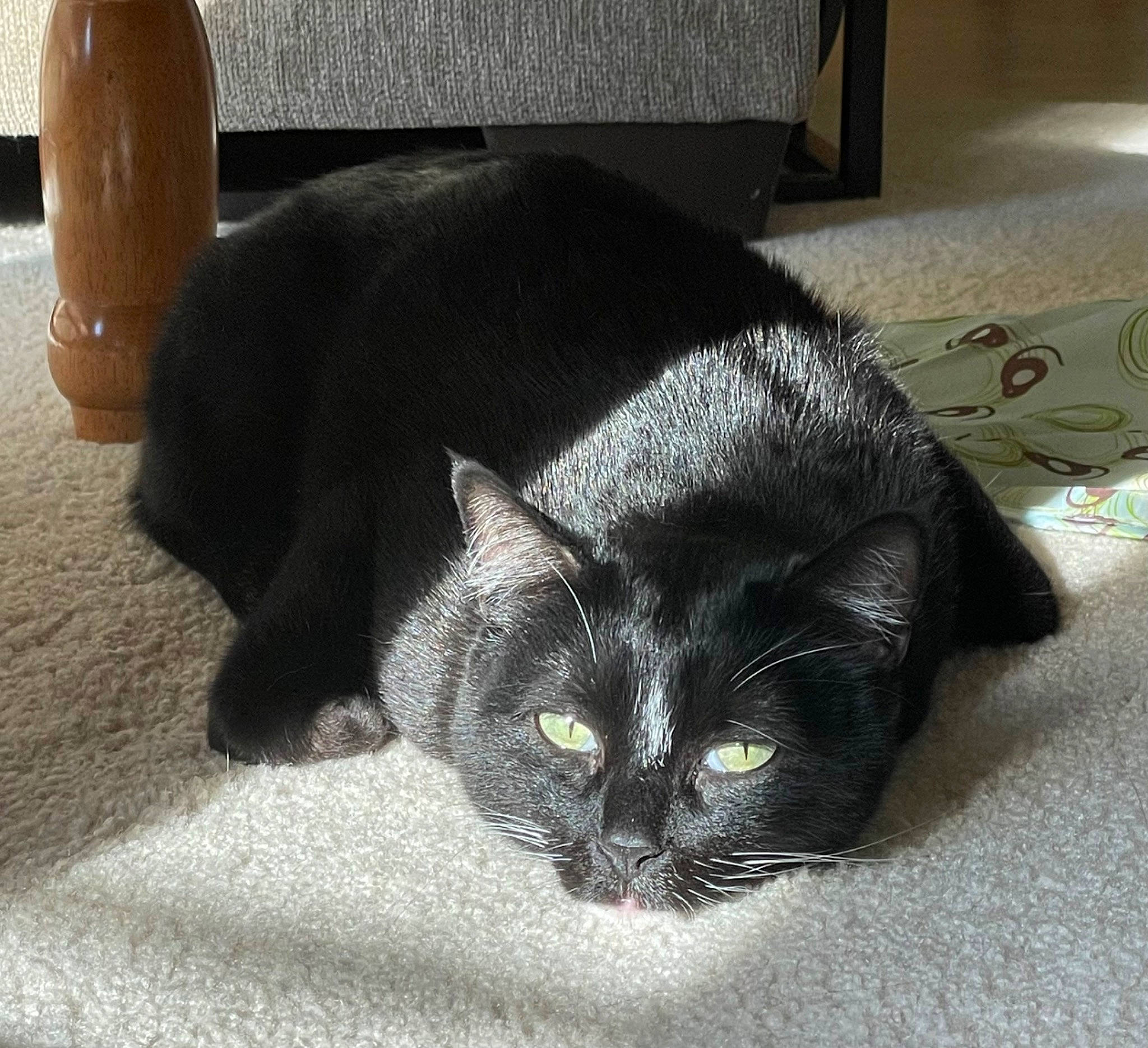 Draco is registered to the contest to win money with this photo: black_cat, bombay, carnivore, cat, cat_supply, claw, comfort, domestic_short_haired_cat, felidae, floor, flooring, fur, grey, hardwood, paw, small_to_medium_sized_cats, snout, tail, whiskers, window