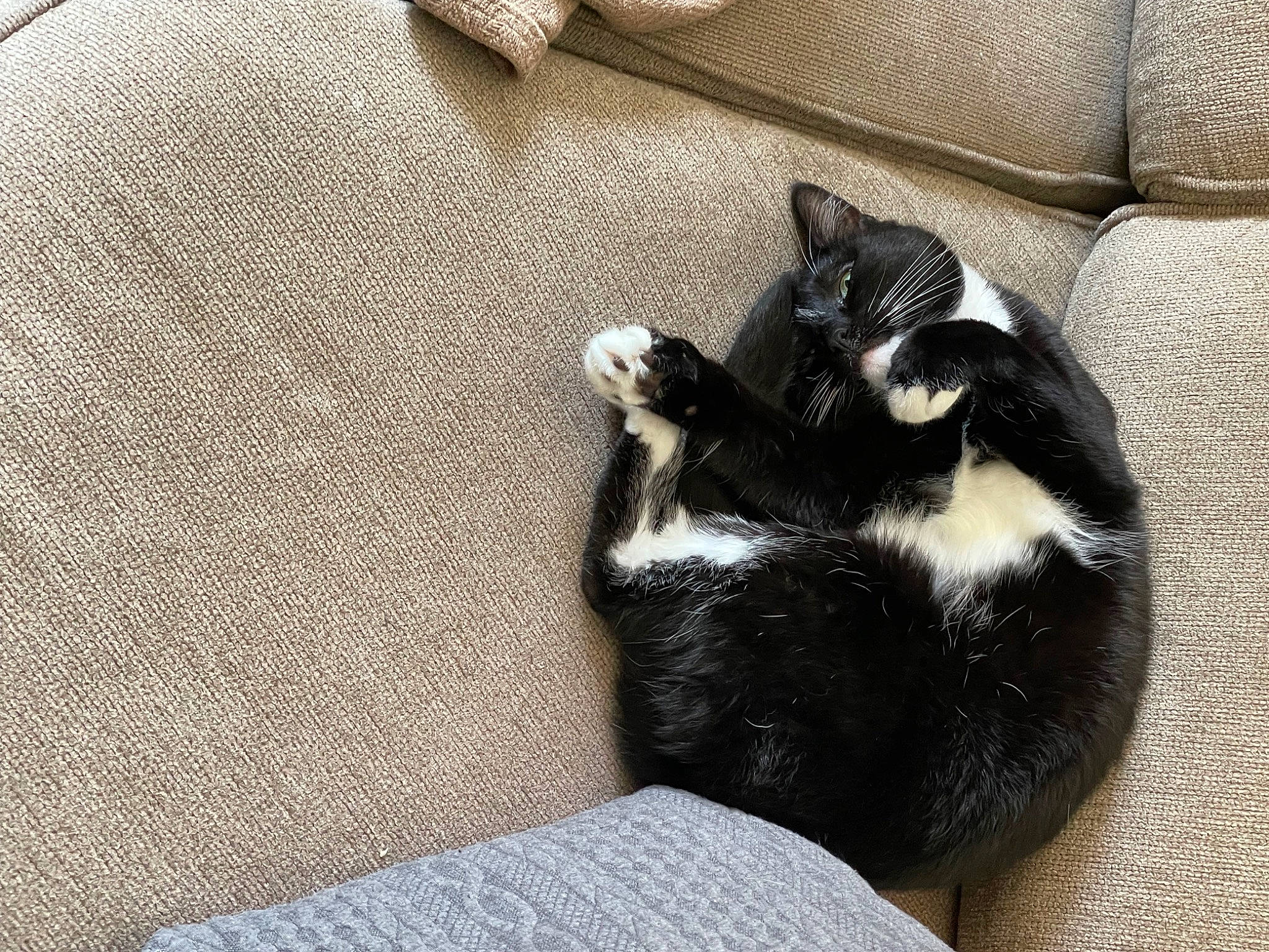 Draco is registered to the contest to win money with this photo: canidae, carnivore, cat, cat_supply, claw, comfort, companion_dog, dog_breed, domestic_short_haired_cat, felidae, fur, grey, linens, paw, room, small_to_medium_sized_cats, tail, terrestrial_animal, whiskers, wood