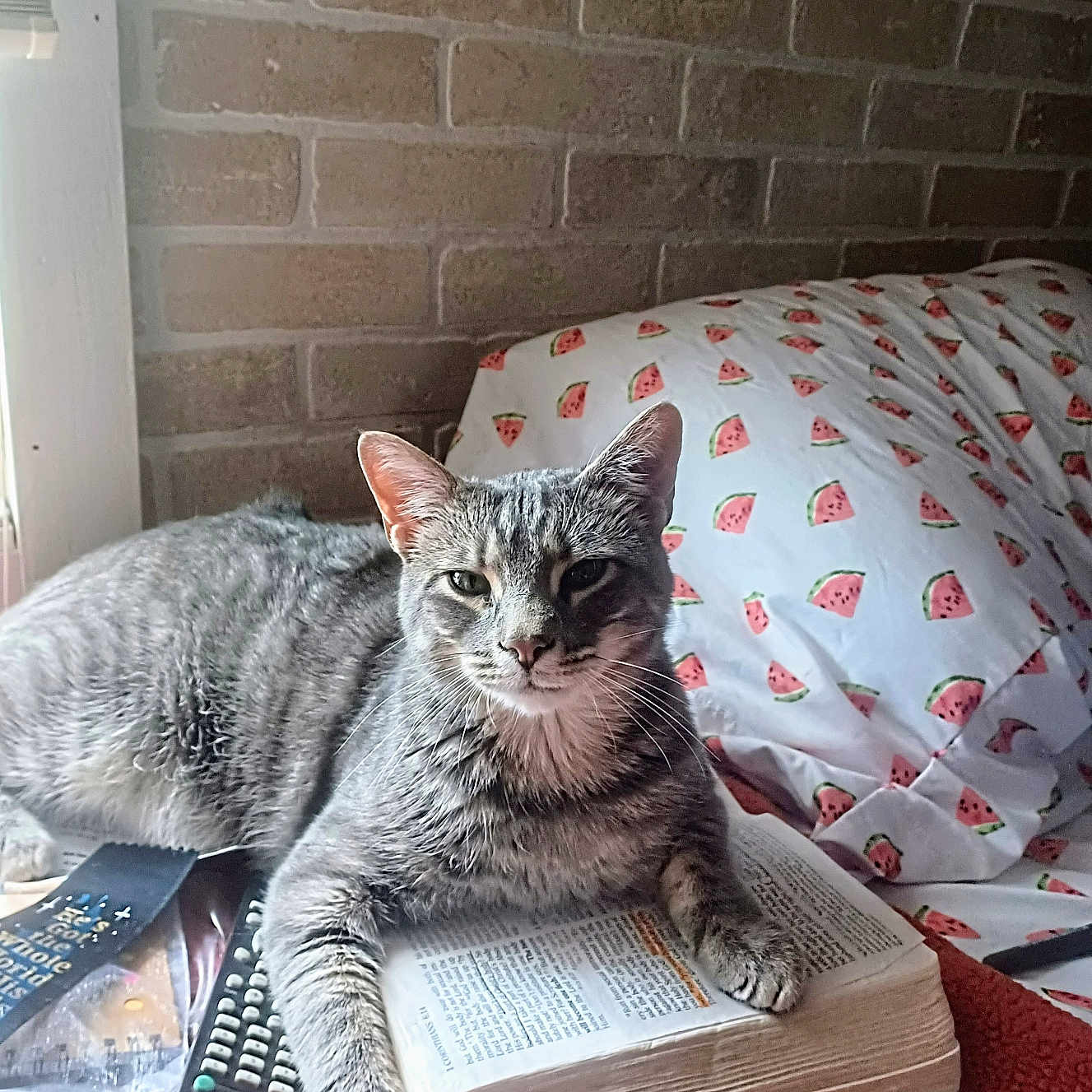 Shadow joined the competition — help win amazing prizes! blanket, book, brick_wall, cat, cozy, feline, gray_cat, indoor, natural_light, paw, pet, pillow, reading, relaxed, remote_control, resting, tabby, table, watermelon_pattern, window