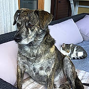 Odin participe au concours pour gagner de l'argent avec cette photo : dog, cat, sofa, cushion, indoor, pet, brindle_dog, tabby_cat, furniture, relaxed, resting, cozy, home, animal, sleeping_cat, seated_dog, window, pillow, quiet, domestic