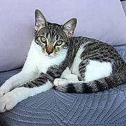 Isis participe au concours pour gagner de l'argent avec cette photo : cat, tabby_cat, pet, animal, feline, green_eyes, couch, quilted, indoor, relaxed, stretching, paws, fur, whiskers, ears, tail, resting, comfortable, closeup, domestic_animal