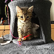 Kali participe au concours pour gagner de l'argent avec cette photo : kitten, cat, cat_condo, toy, feather_toy, indoor, pet, feline, cute, tabby, playful, paw, furniture, household, animal, cozy, curious, pet_toy, gray, two_kittens